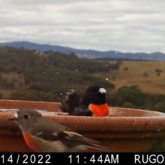 Petroica boodang at Yass River, NSW - 16 Apr 2022 05:37 PM