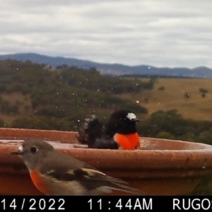 Petroica boodang at Yass River, NSW - 16 Apr 2022