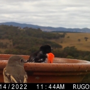 Petroica boodang at Yass River, NSW - 16 Apr 2022 05:37 PM