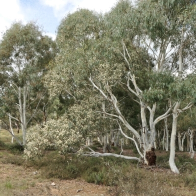Eucalyptus mannifera (Brittle Gum) at Rugosa - 12 Apr 2022 by SenexRugosus