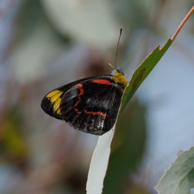 Delias nigrina (Black Jezebel) at Mount Ainslie - 16 Apr 2022 by DPRees125