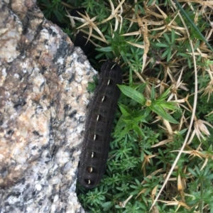 Hippotion scrofa at Cotter River, ACT - 16 Apr 2022