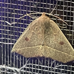 Gynopteryx ada at Coopers Gully, NSW - 21 Feb 2022 by ibaird