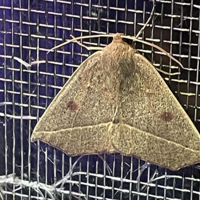 Gynopteryx ada at Coopers Gully, NSW - 21 Feb 2022 by ibaird