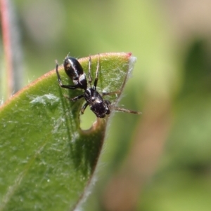 Myrmarachne sp. (genus) at Murrumbateman, NSW - 16 Apr 2022