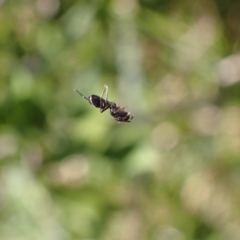 Myrmarachne sp. (genus) at Murrumbateman, NSW - 16 Apr 2022