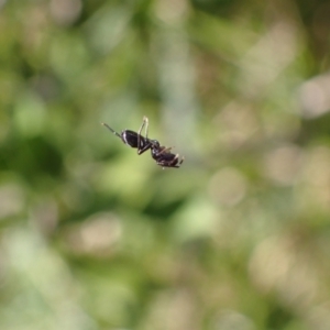 Myrmarachne sp. (genus) at Murrumbateman, NSW - 16 Apr 2022