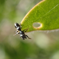 Myrmarachne sp. (genus) at Murrumbateman, NSW - 16 Apr 2022