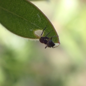 Myrmarachne sp. (genus) at Murrumbateman, NSW - 16 Apr 2022