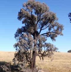 Eucalyptus sideroxylon subsp. sideroxylon (Mugga Ironbark or Red Ironbark) at Frogmore, NSW - 16 Apr 2022 by drakes