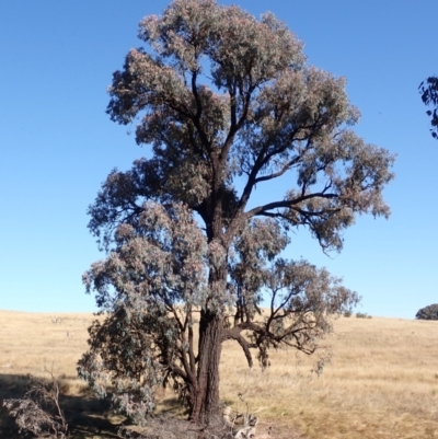 Eucalyptus sideroxylon subsp. sideroxylon (Mugga Ironbark) at Frogmore, NSW - 16 Apr 2022 by drakes