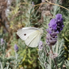 Pieris rapae (Cabbage White) at Burrinjuck, NSW - 16 Apr 2022 by MatthewFrawley