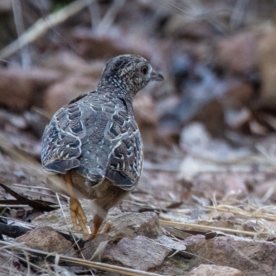 Turnix varius (Painted Buttonquail) at Mount Majura - 16 Apr 2022 by Boagshoags