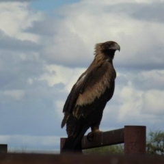 Aquila audax (Wedge-tailed Eagle) at Petermann, NT - 3 Jun 2012 by jks