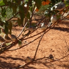 Taeniopygia guttata (Zebra Finch) at Petermann, NT - 3 Jun 2012 by jks