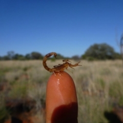 Unidentified Scorpion (Scorpionidae) at Petermann, NT - 24 Nov 2011 by jksmits