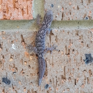 Christinus marmoratus at Ngunnawal, ACT - 17 Apr 2022