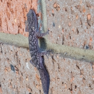 Christinus marmoratus at Ngunnawal, ACT - 17 Apr 2022