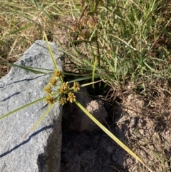 Cyperus eragrostis (Umbrella Sedge) at Coree, ACT - 17 Apr 2022 by Jenny54