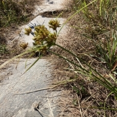 Cyperus eragrostis at Coree, ACT - 17 Apr 2022