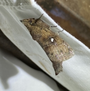 Opsirhina lechriodes at Numeralla, NSW - 16 Apr 2022