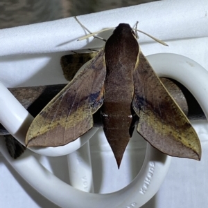 Hippotion scrofa at Numeralla, NSW - 16 Apr 2022