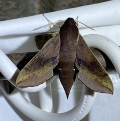 Hippotion scrofa at Numeralla, NSW - 16 Apr 2022