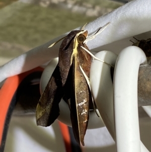 Hippotion scrofa at Numeralla, NSW - 16 Apr 2022