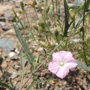 Convolvulus angustissimus subsp. angustissimus at Tennent, ACT - 26 Dec 2021