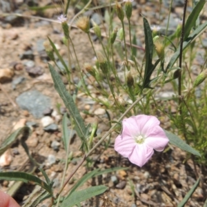 Convolvulus angustissimus subsp. angustissimus at Tennent, ACT - 26 Dec 2021 10:22 AM