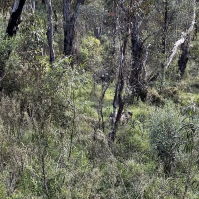 Capra hircus (Goat, Feral Goat) at Tonderburine, NSW - 12 Apr 2022 by JimL