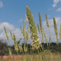 Phalaris aquatica (Phalaris, Australian Canary Grass) at Tennent, ACT - 25 Dec 2021 by michaelb