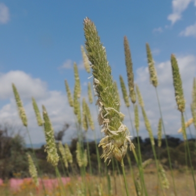 Phalaris aquatica (Phalaris, Australian Canary Grass) at Tennent, ACT - 26 Dec 2021 by MichaelBedingfield