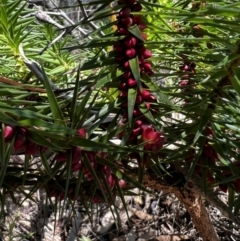 Melichrus erubescens (Ruby Urn Heath) at Tonderburine, NSW - 12 Apr 2022 by JimL