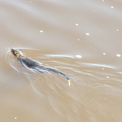 Hydromys chrysogaster (Rakali or Water Rat) at Kingston, ACT - 17 Apr 2022 by KateU