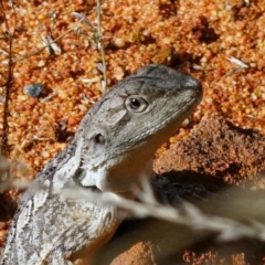 Amphibolurus muricatus (Jacky Lizard) at ANBG - 13 Apr 2022 by DonTaylor
