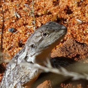 Amphibolurus muricatus at Acton, ACT - 13 Apr 2022 02:31 PM