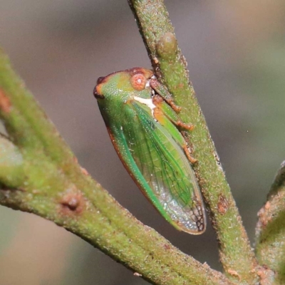 Sextius virescens (Acacia horned treehopper) at O'Connor, ACT - 16 Apr 2022 by ConBoekel