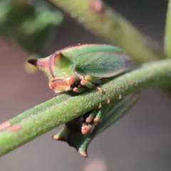 Sextius virescens at O'Connor, ACT - 16 Apr 2022