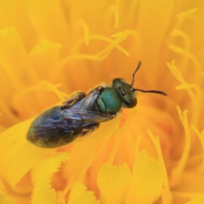 Lasioglossum (Homalictus) urbanum (Furrow Bee) at O'Connor, ACT - 16 Apr 2022 by ConBoekel