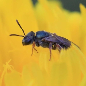 Lasioglossum (Homalictus) urbanum at O'Connor, ACT - 16 Apr 2022 02:18 PM