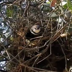 Stagonopleura guttata at Kambah, ACT - suppressed