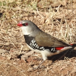 Stagonopleura guttata at Kambah, ACT - suppressed