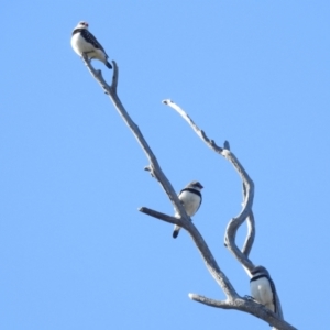 Stagonopleura guttata at Kambah, ACT - suppressed