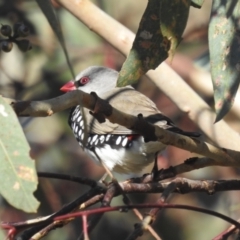 Stagonopleura guttata at Kambah, ACT - suppressed