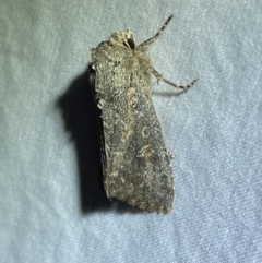 Dasygaster (genus) (A Noctuid moth (Noctuinae)) at Numeralla, NSW - 15 Apr 2022 by SteveBorkowskis