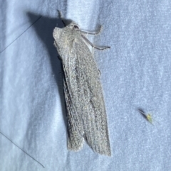 Paralaea (genus) at Numeralla, NSW - 15 Apr 2022