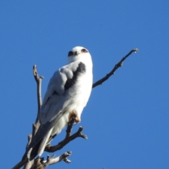 Elanus axillaris (Black-shouldered Kite) at Stromlo, ACT - 17 Apr 2022 by HelenCross