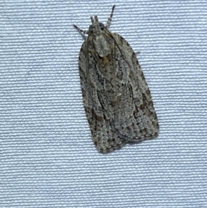 Acropolitis ergophora at Numeralla, NSW - 15 Apr 2022