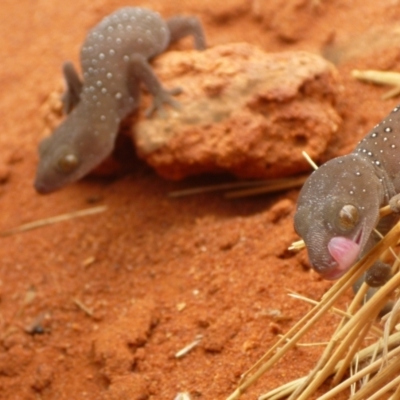 Strophurus elderi (Jewelled Gecko) at Petermann, NT - 21 Nov 2012 by jks